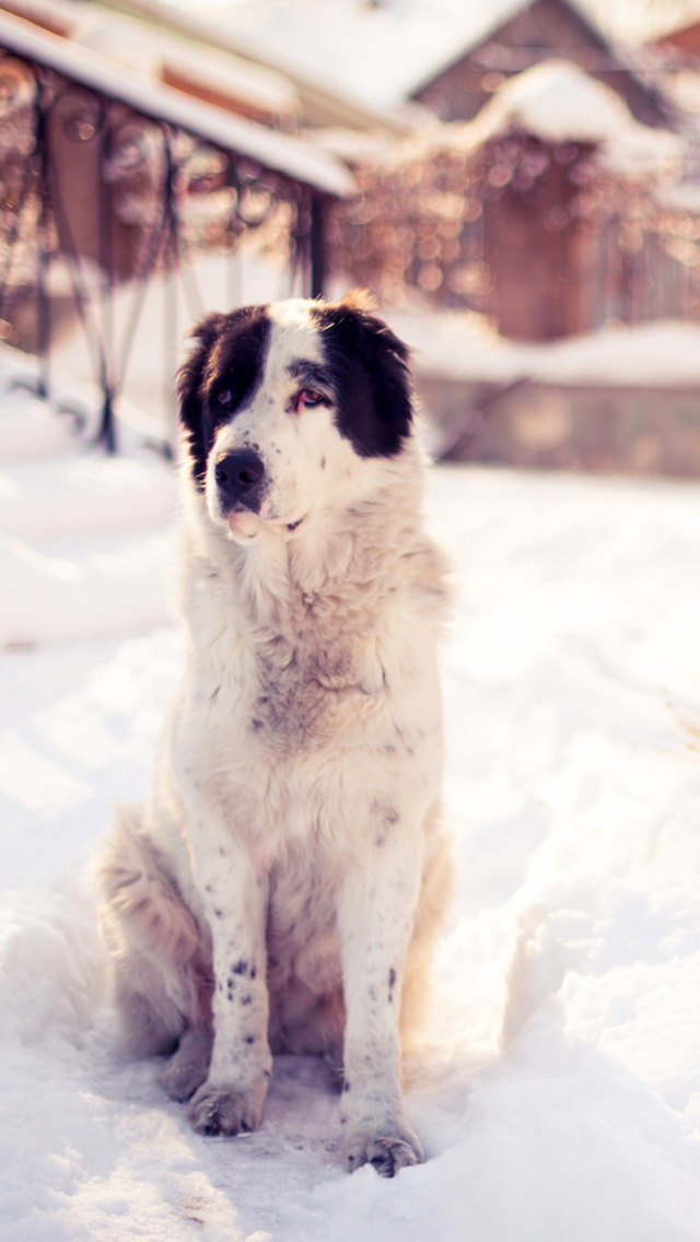 Das Dog In Snowy Yard Wallpaper 640x1136