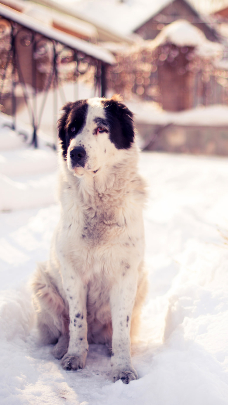 Fondo de pantalla Dog In Snowy Yard 750x1334