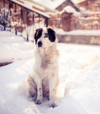 Dog In Snowy Yard - Obrázkek zdarma pro 640x960