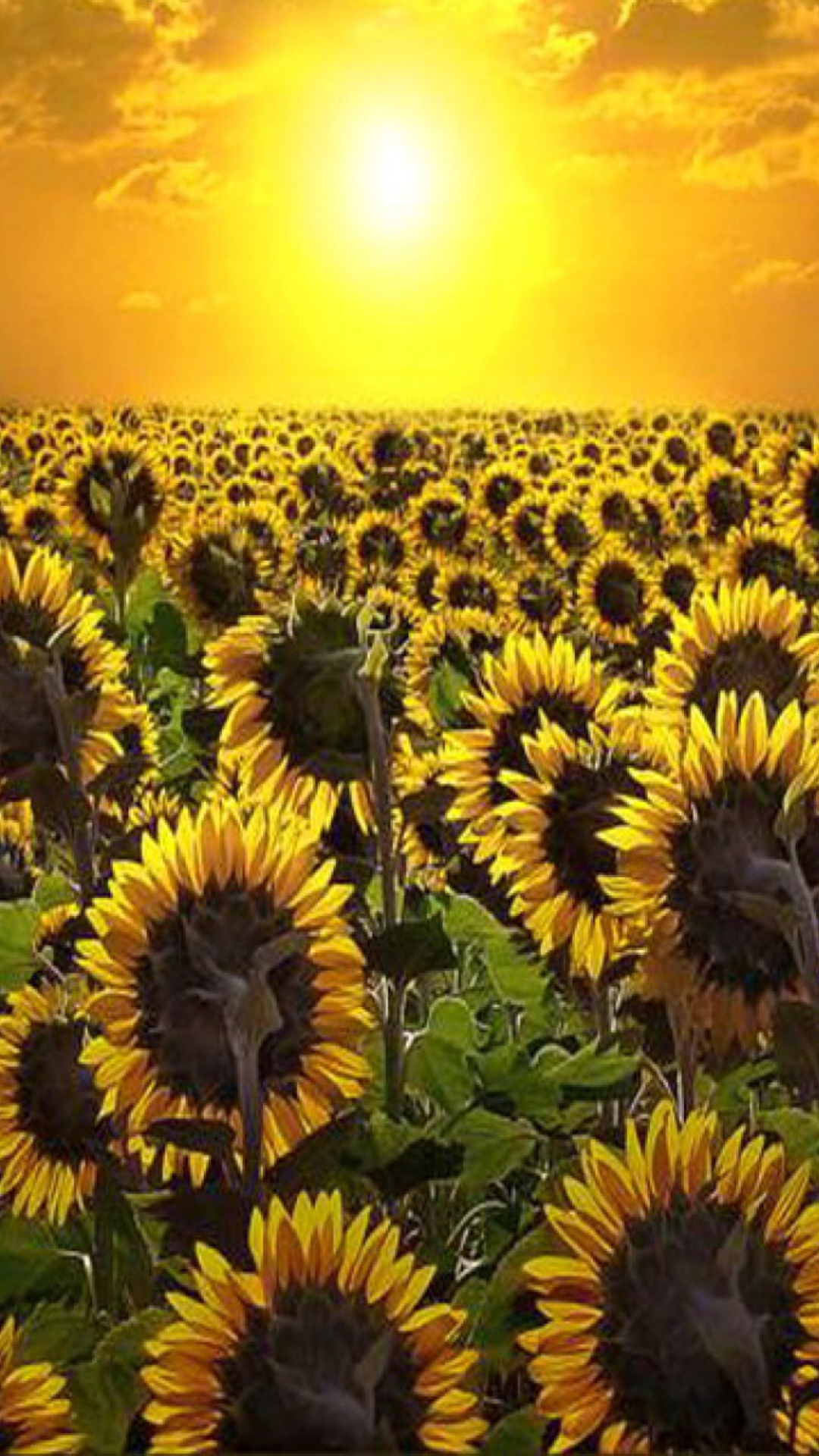 Sfondi Sunrise Over Sunflowers 1080x1920