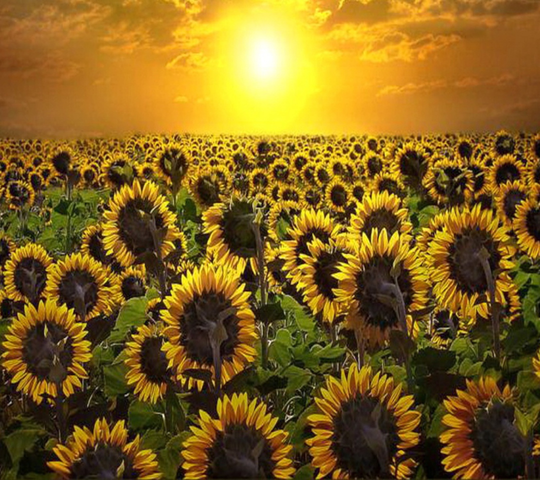 Fondo de pantalla Sunrise Over Sunflowers 1080x960