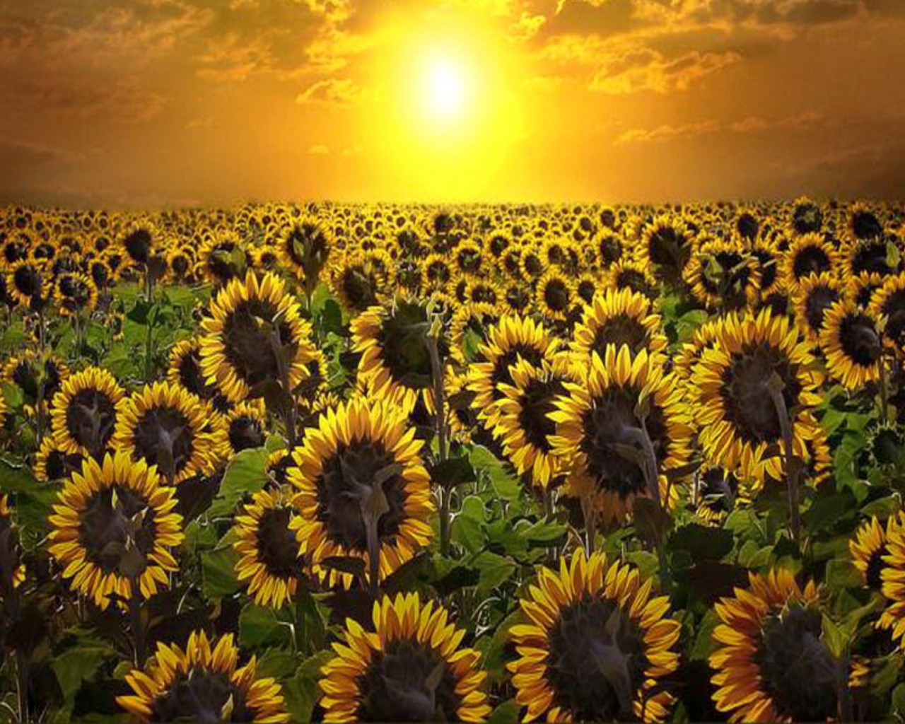 Das Sunrise Over Sunflowers Wallpaper 1280x1024