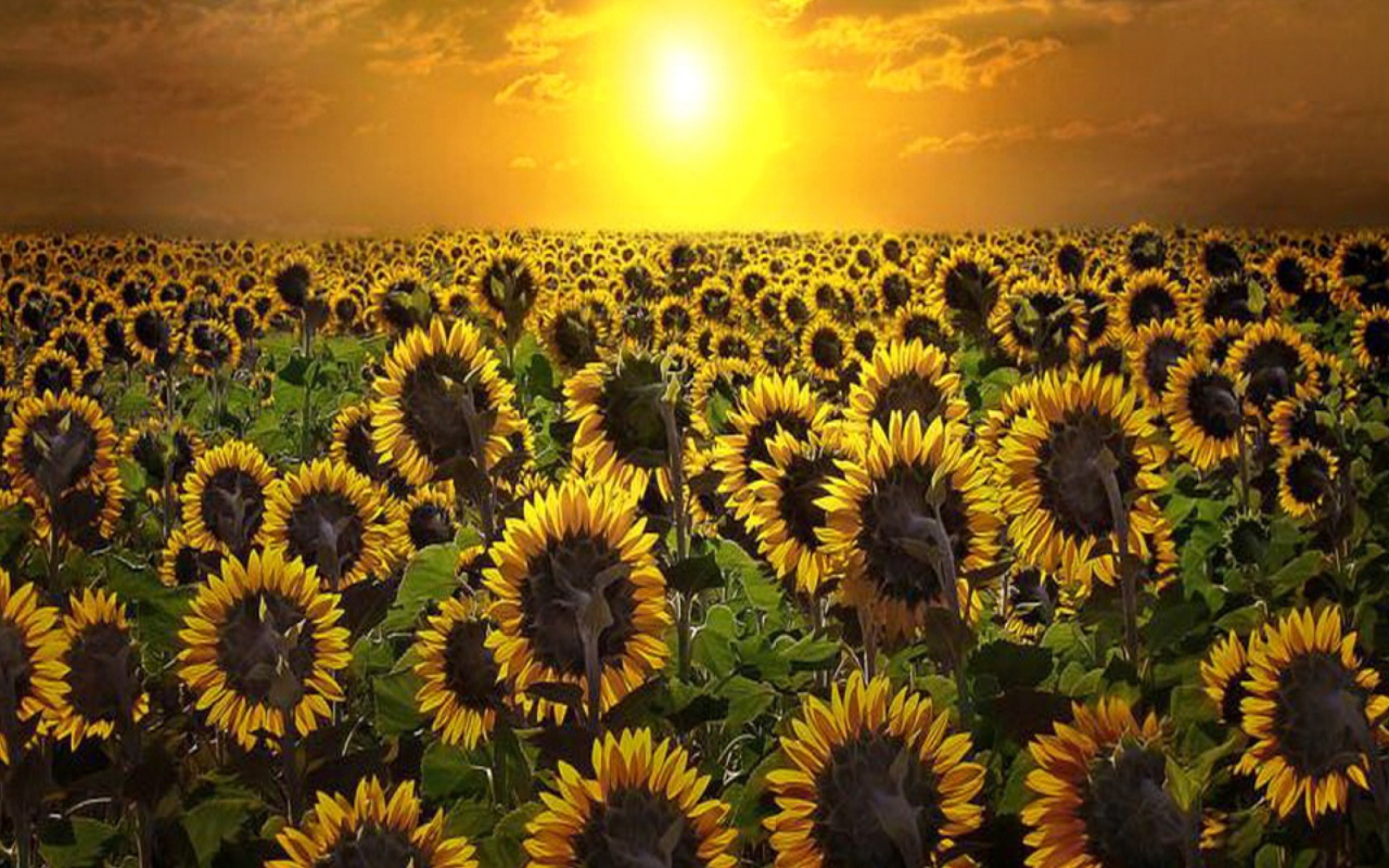 Screenshot №1 pro téma Sunrise Over Sunflowers 1280x800