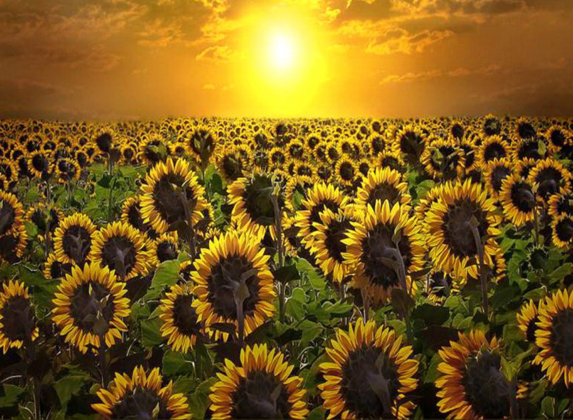 Sfondi Sunrise Over Sunflowers 1920x1408