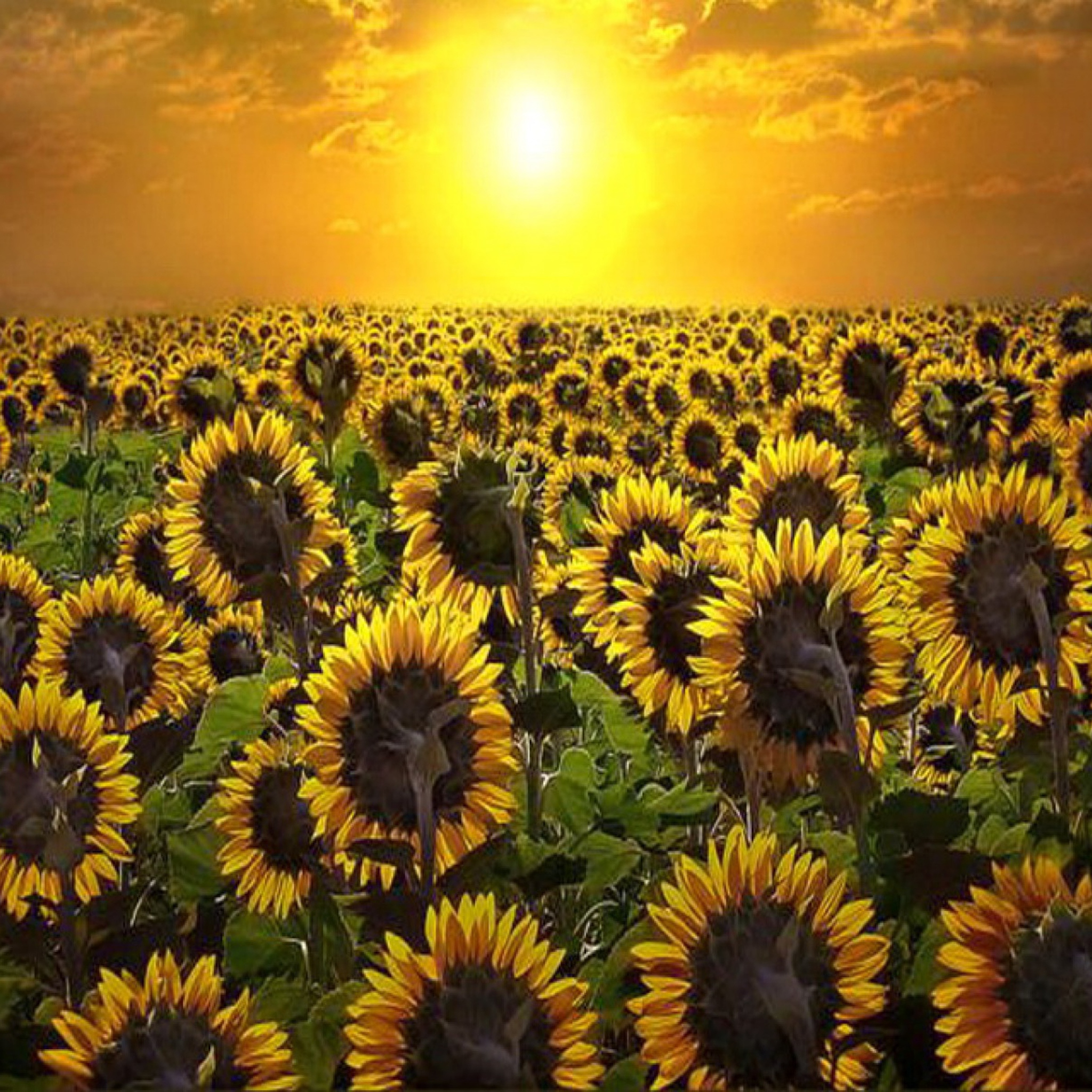 Screenshot №1 pro téma Sunrise Over Sunflowers 2048x2048