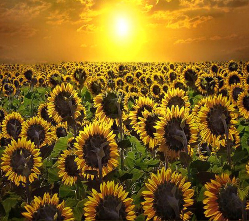 Screenshot №1 pro téma Sunrise Over Sunflowers 960x854