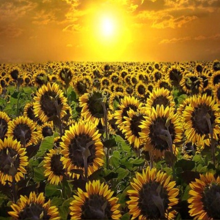 Sunrise Over Sunflowers - Obrázkek zdarma pro 208x208