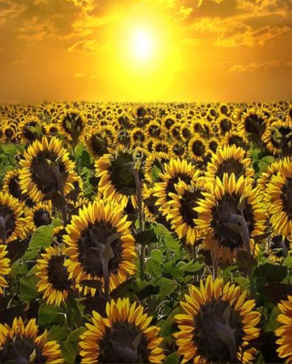 Kostenloses Sunrise Over Sunflowers Wallpaper für Nokia X1-01
