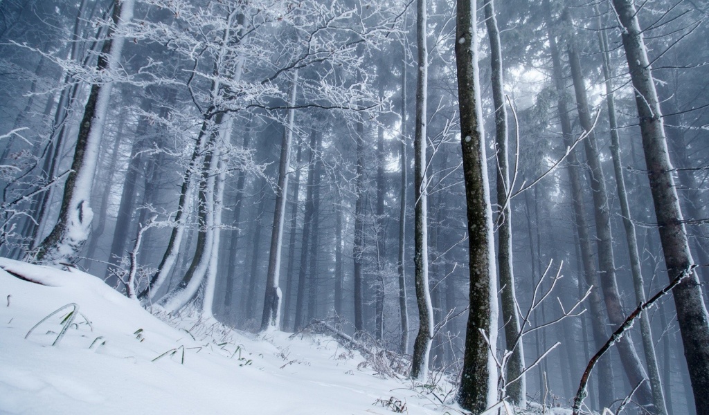 Screenshot №1 pro téma Winter Forest 1024x600