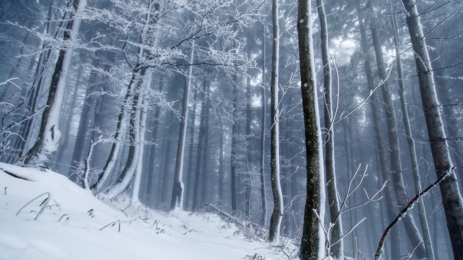 Screenshot №1 pro téma Winter Forest 1600x900