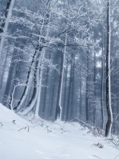 Screenshot №1 pro téma Winter Forest 240x320
