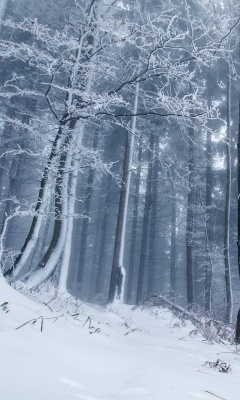 Das Winter Forest Wallpaper 240x400
