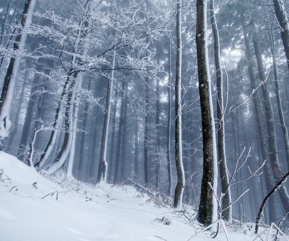 Das Winter Forest Wallpaper 960x800