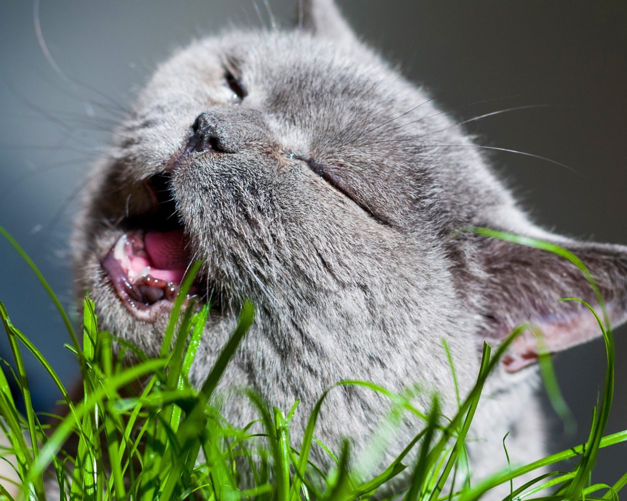 Обои Cat on grass 1280x1024