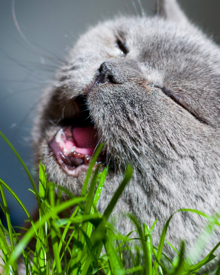 Cat on grass - Obrázkek zdarma pro iPhone 5S