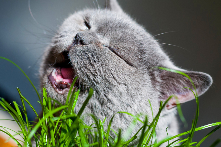 Обои Cat on grass