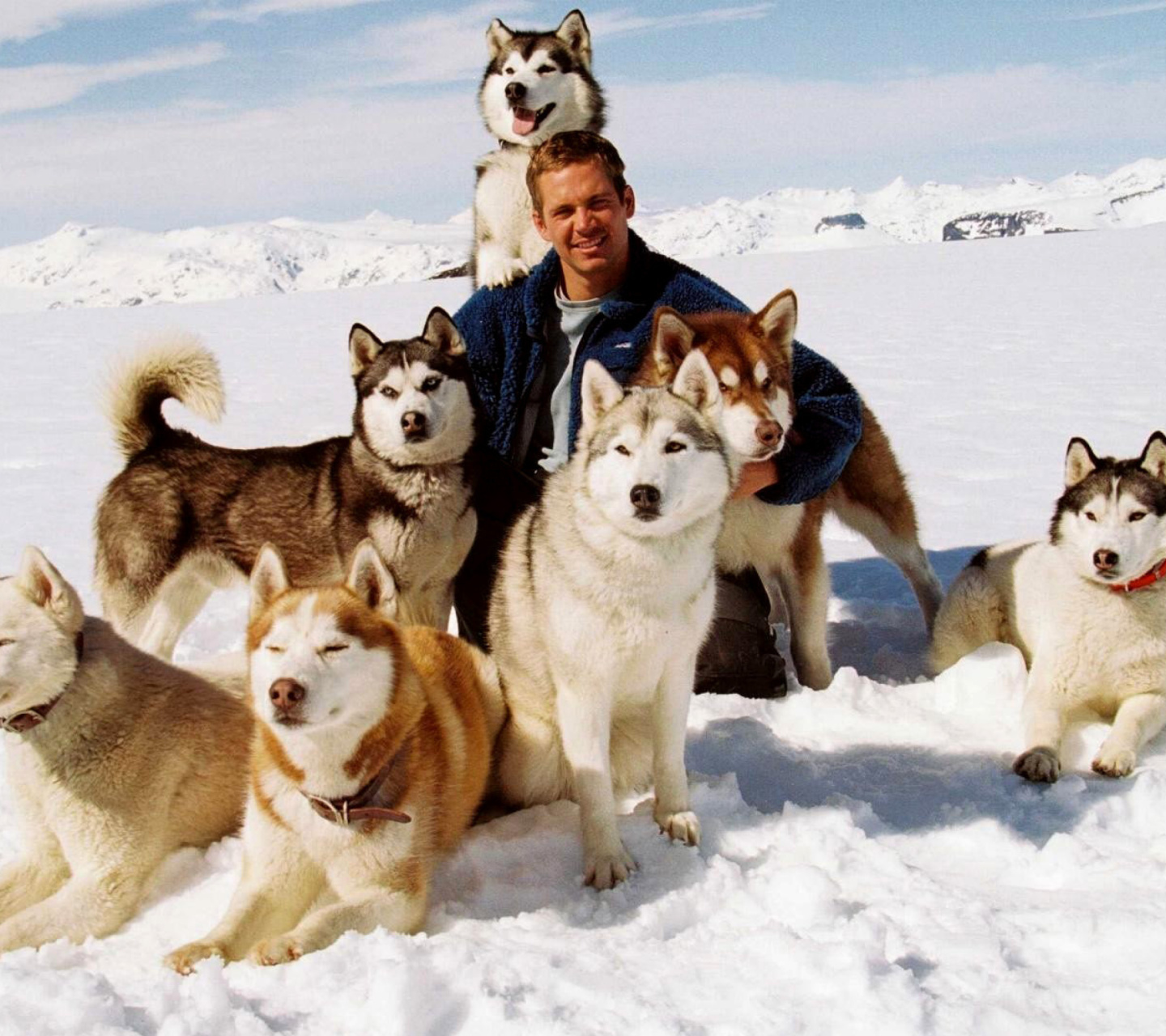 Das Eight Below Paul Walker Wallpaper 1440x1280