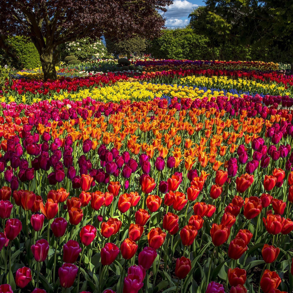 Fondo de pantalla Spring Tulips Garden 1024x1024