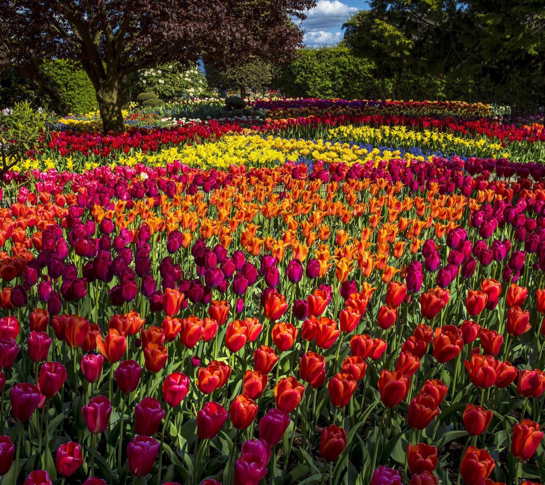 Das Spring Tulips Garden Wallpaper 1080x960