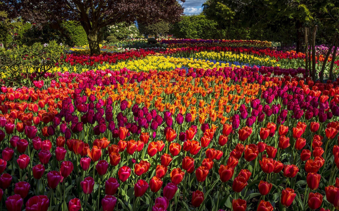 Das Spring Tulips Garden Wallpaper 1280x800