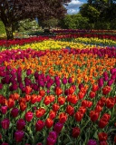 Fondo de pantalla Spring Tulips Garden 128x160