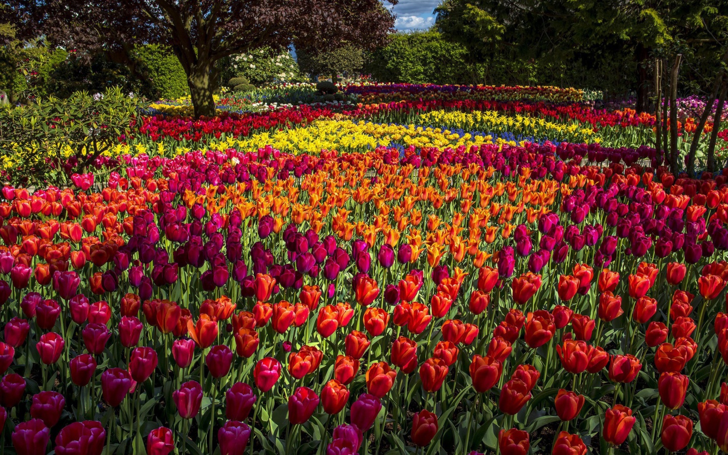 Обои Spring Tulips Garden 1440x900
