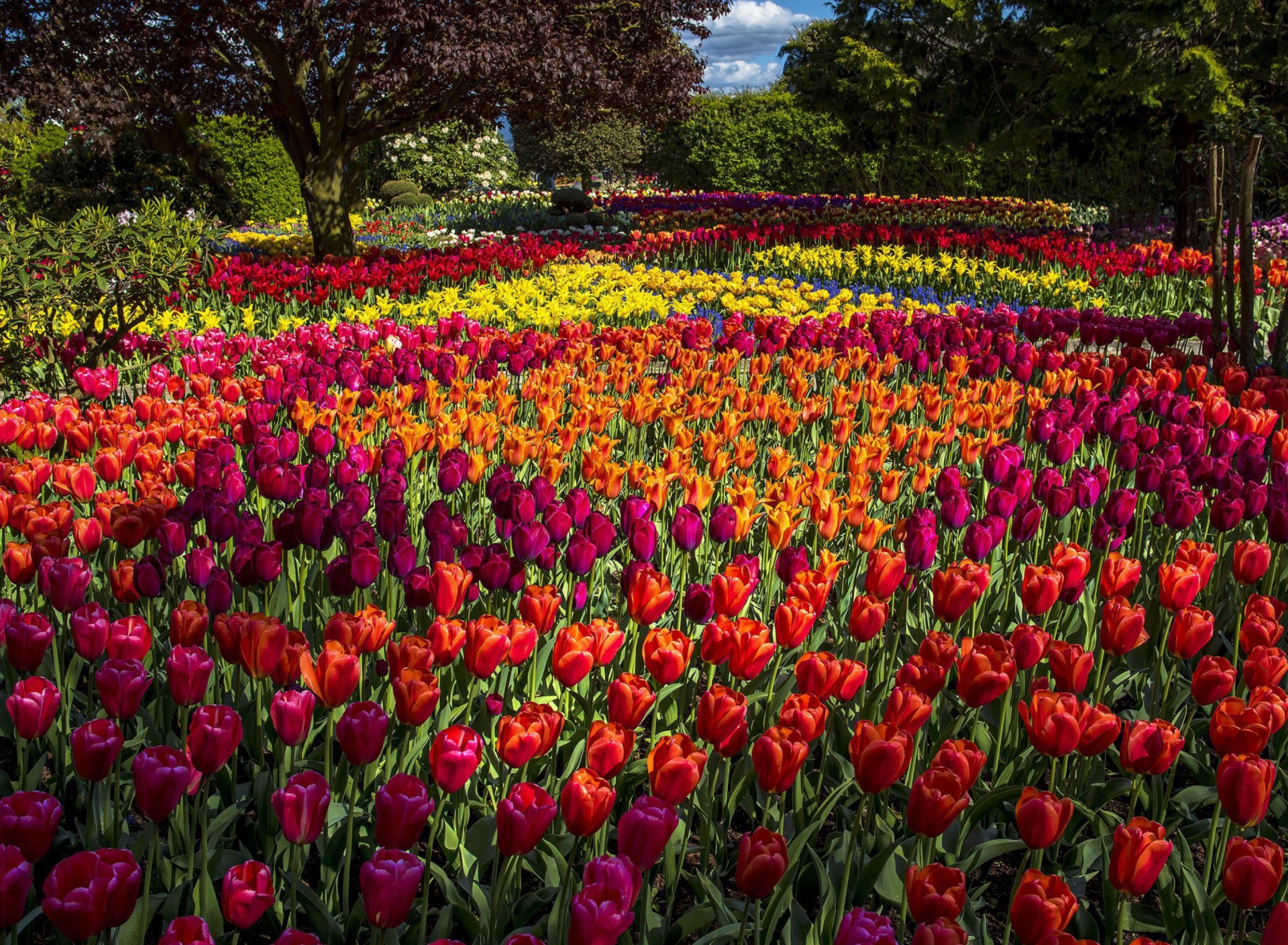 Fondo de pantalla Spring Tulips Garden 1920x1408