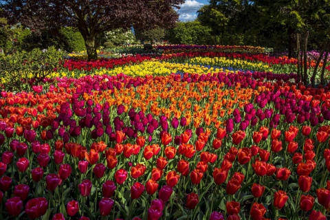 Spring Tulips Garden wallpaper 480x320