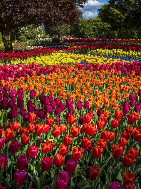 Spring Tulips Garden screenshot #1 480x640