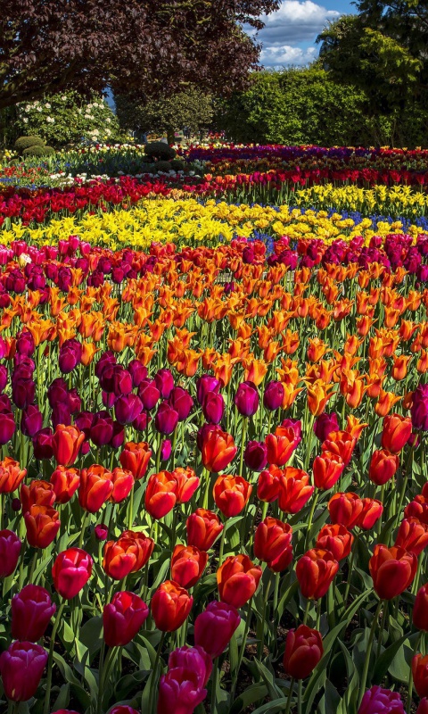 Das Spring Tulips Garden Wallpaper 480x800