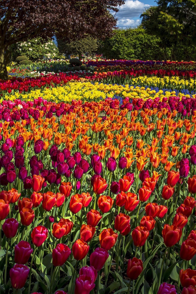 Das Spring Tulips Garden Wallpaper 640x960