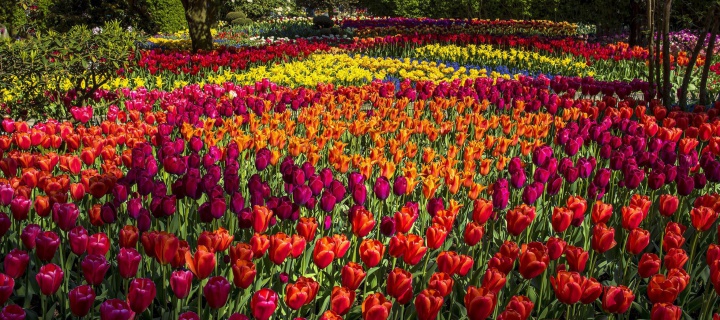 Обои Spring Tulips Garden 720x320