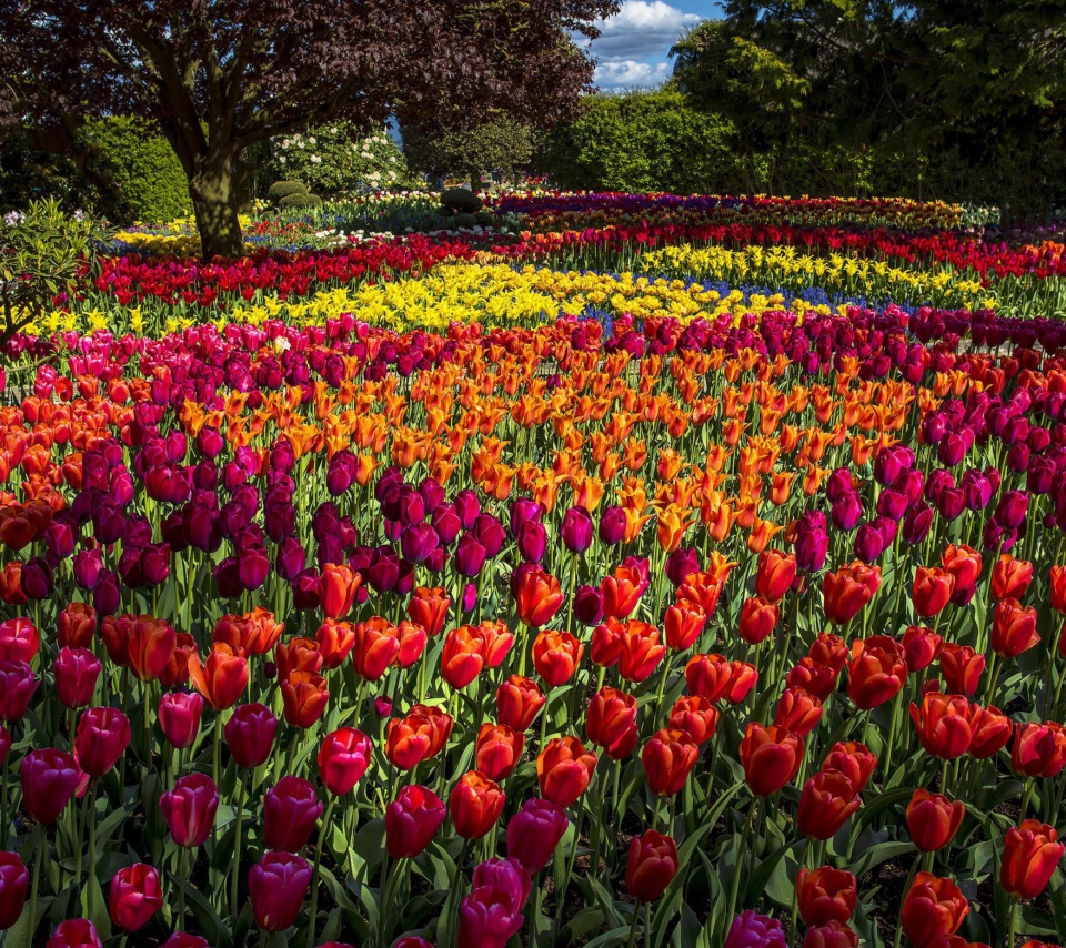 Fondo de pantalla Spring Tulips Garden 960x854