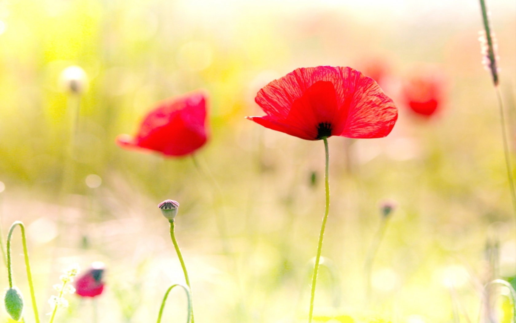 Screenshot №1 pro téma Red Poppies 1680x1050