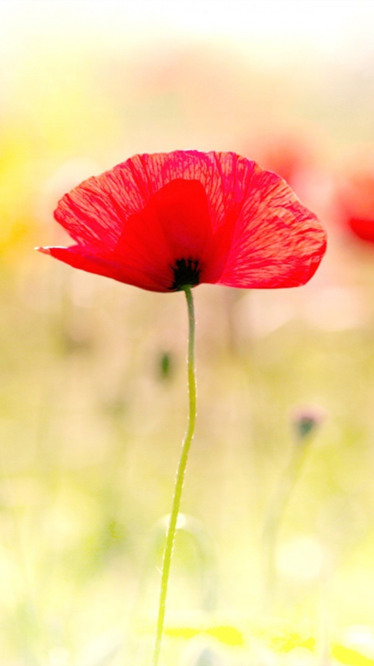 Screenshot №1 pro téma Red Poppies 750x1334