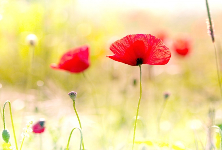 Screenshot №1 pro téma Red Poppies