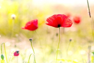 Red Poppies - Obrázkek zdarma pro 176x144
