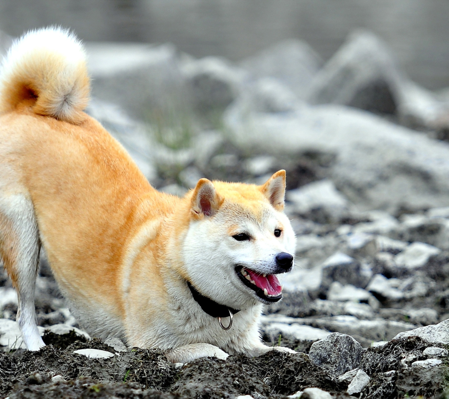 Das Akita Inu Wallpaper 1440x1280