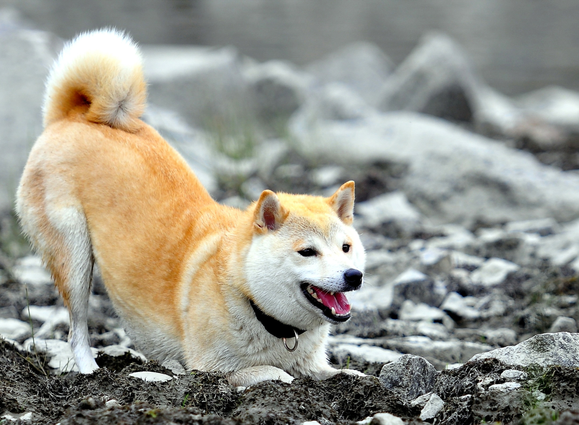 Akita Inu wallpaper 1920x1408