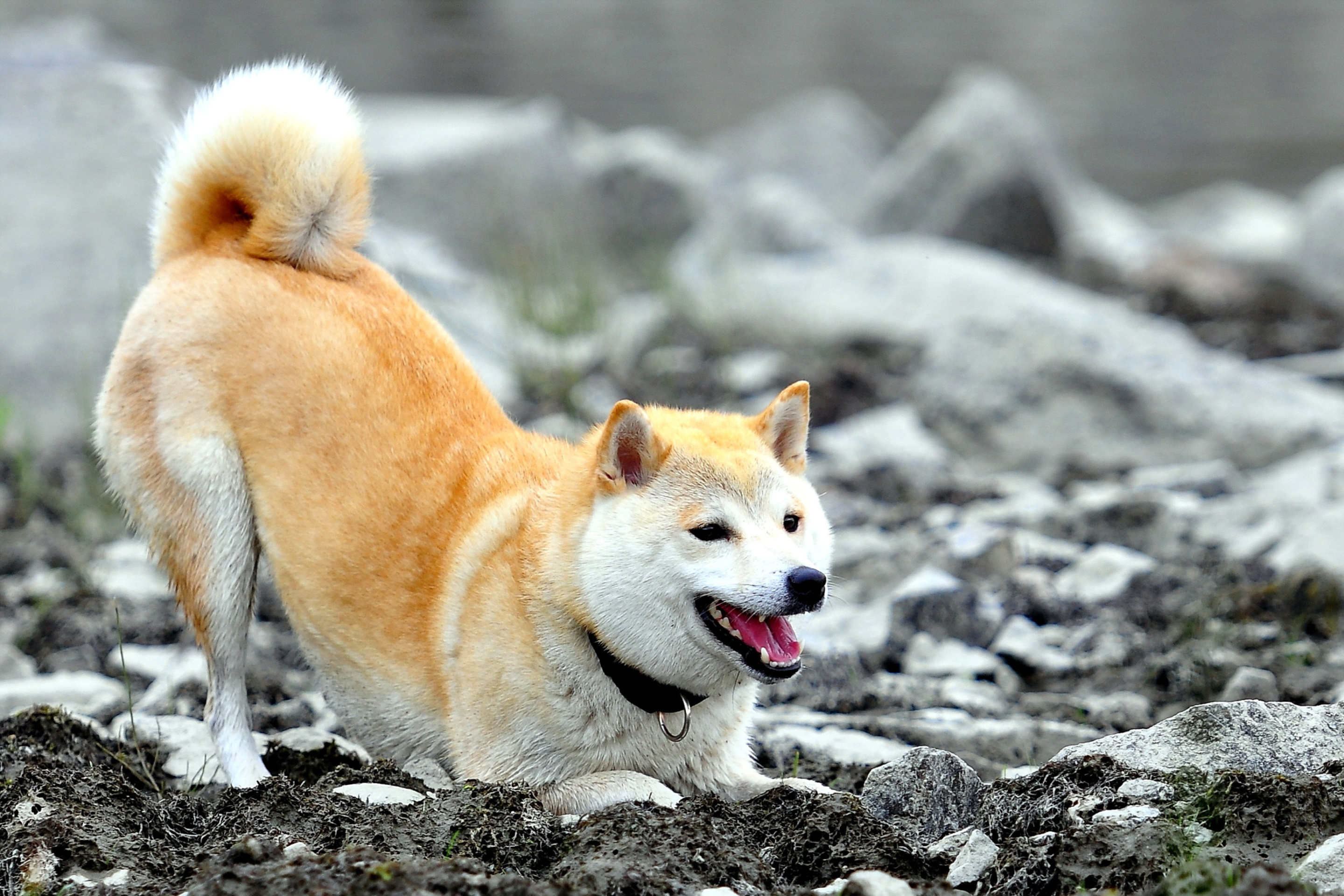 Akita Inu wallpaper 2880x1920