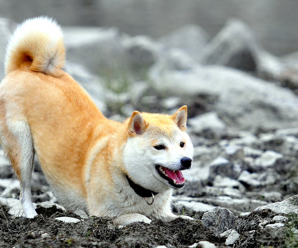 Fondo de pantalla Akita Inu 960x800