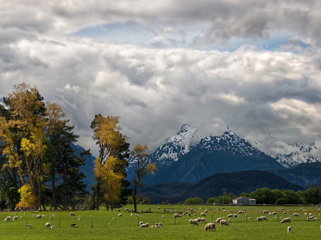 Обои Sheeps On Green Field And Mountain View 1024x768