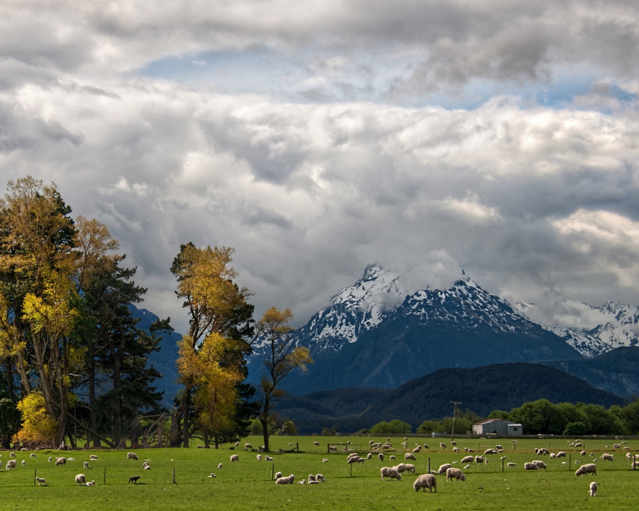 Fondo de pantalla Sheeps On Green Field And Mountain View 1280x1024