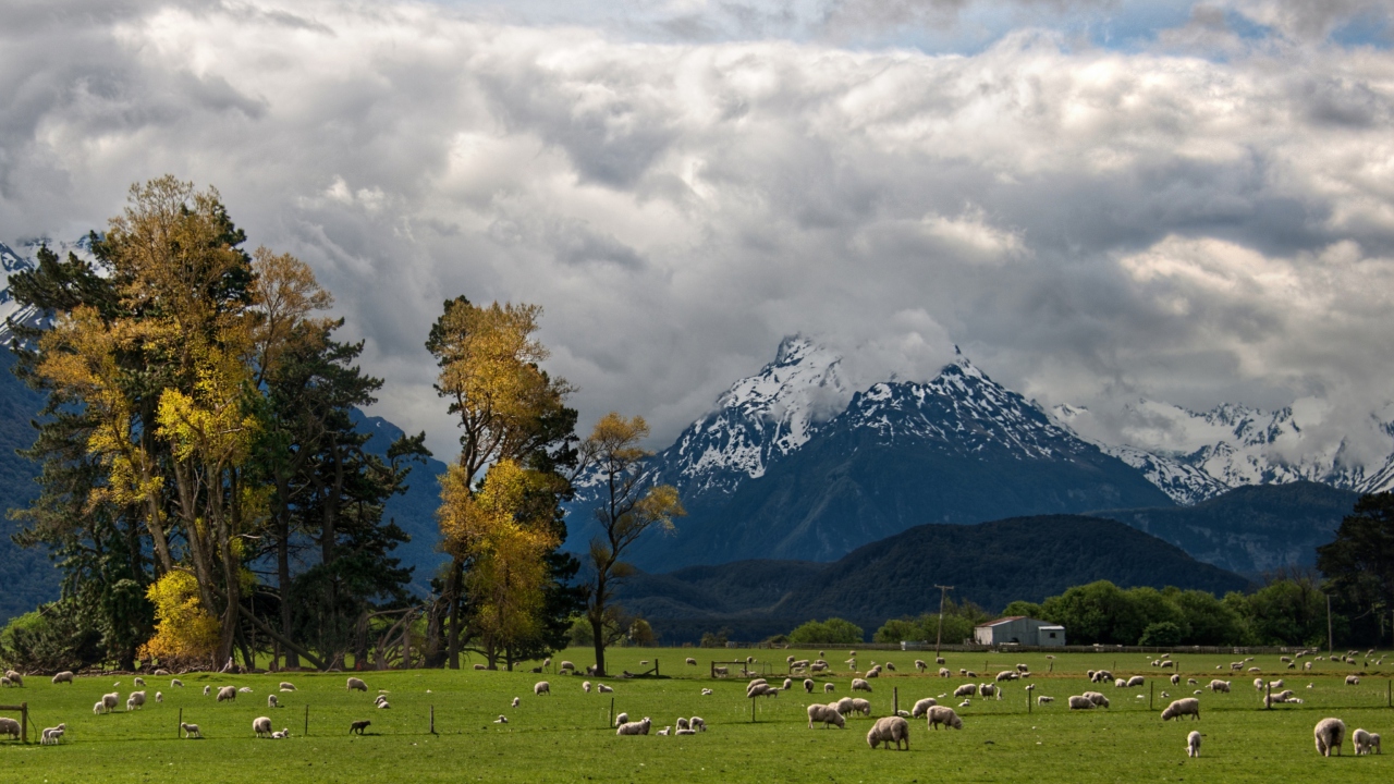 Sfondi Sheeps On Green Field And Mountain View 1280x720