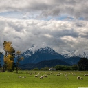 Обои Sheeps On Green Field And Mountain View 128x128