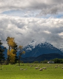 Обои Sheeps On Green Field And Mountain View 128x160