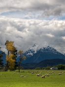 Обои Sheeps On Green Field And Mountain View 132x176