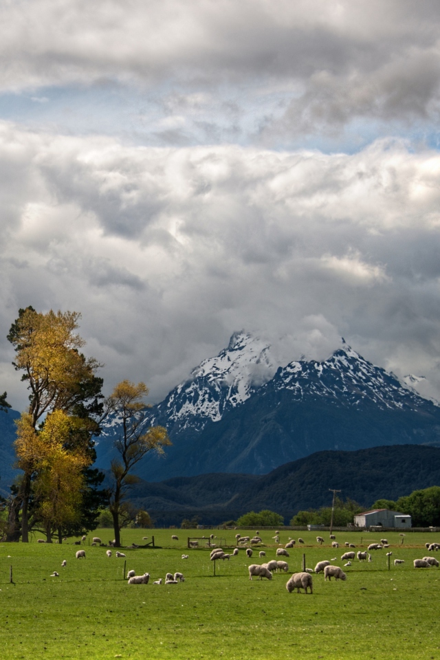 Das Sheeps On Green Field And Mountain View Wallpaper 640x960