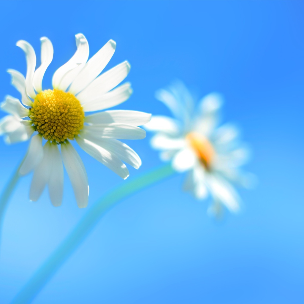Sfondi Windows 8 Daisy Flower 1024x1024