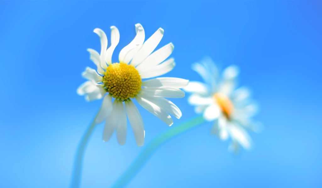 Screenshot №1 pro téma Windows 8 Daisy Flower 1024x600